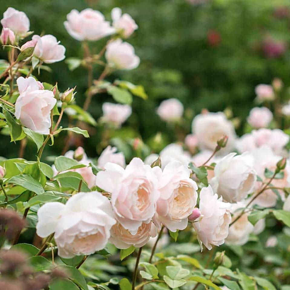 Дездемона в Махачкале