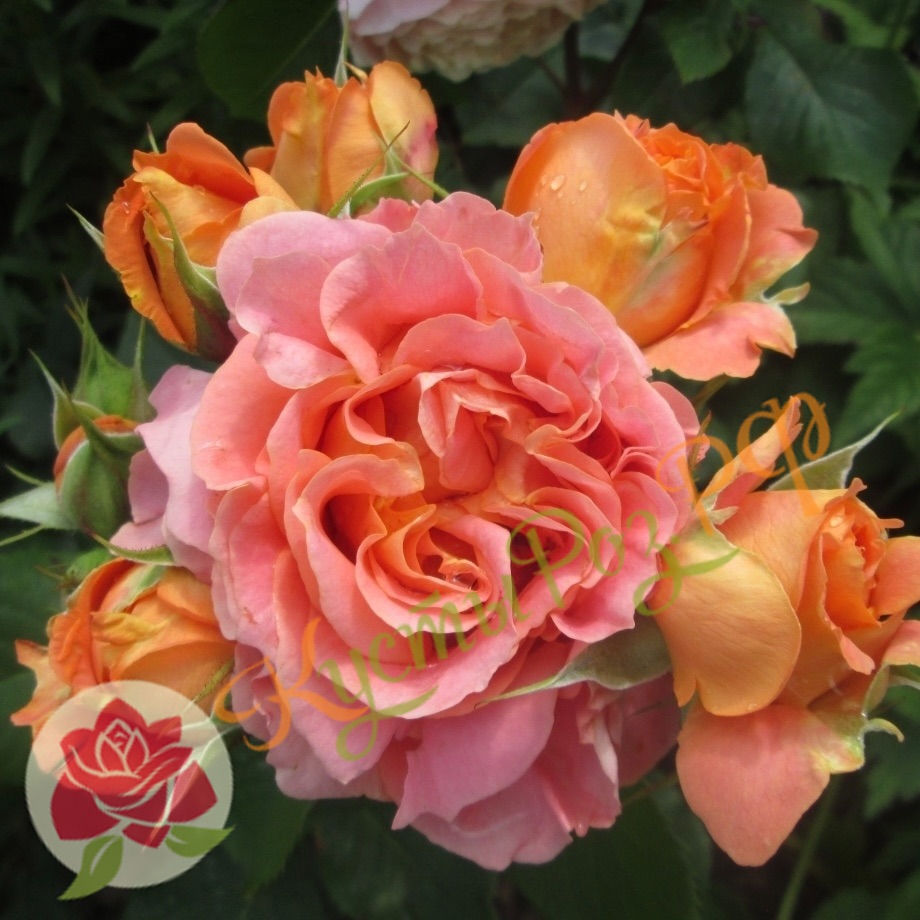 Вивьен Вествуд (Vivienne Westwood) в Махачкале