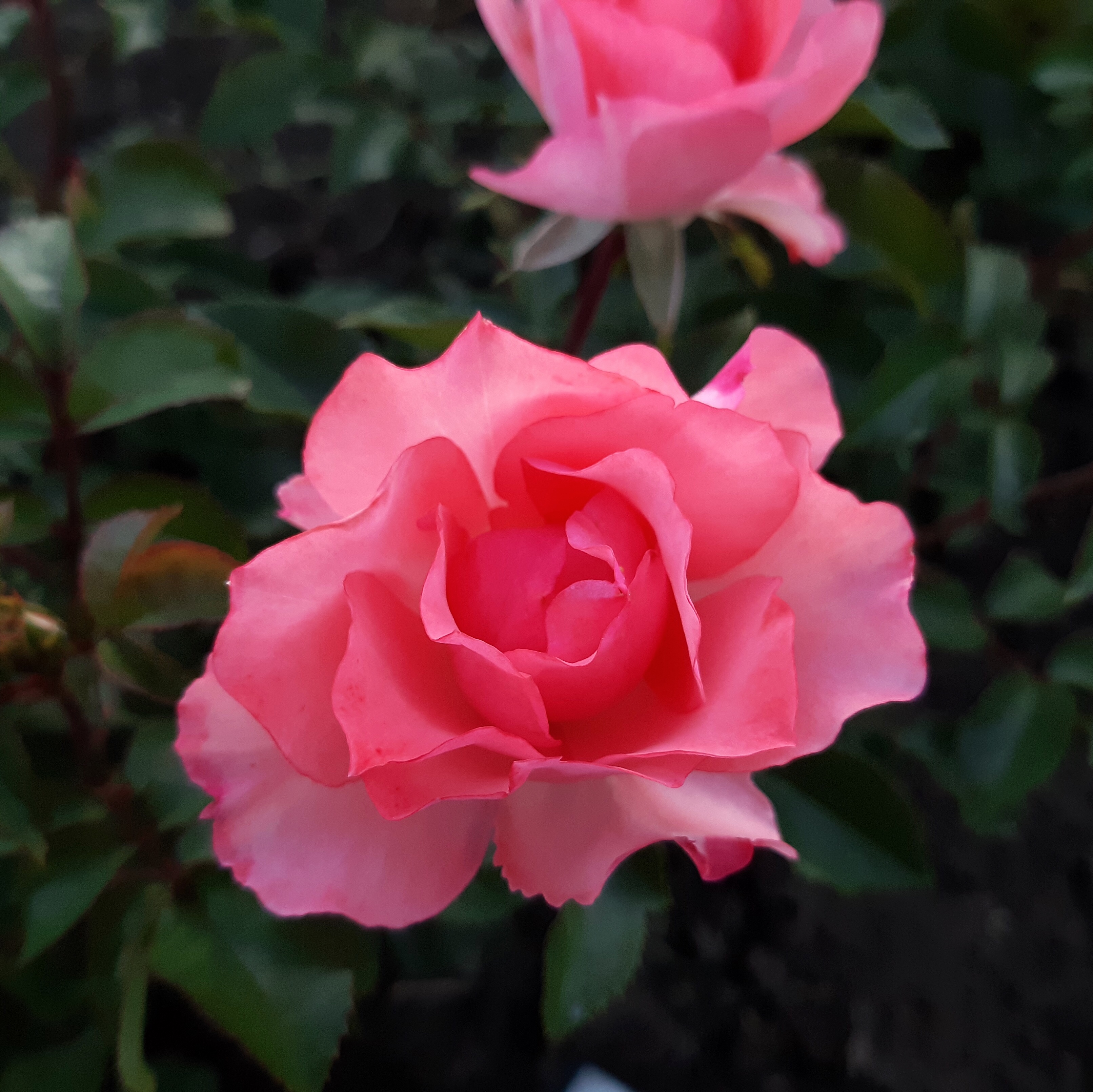 Сады Франции  (Jardins de France) в Махачкале