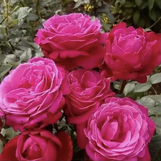 Сентер Ройял в Махачкале