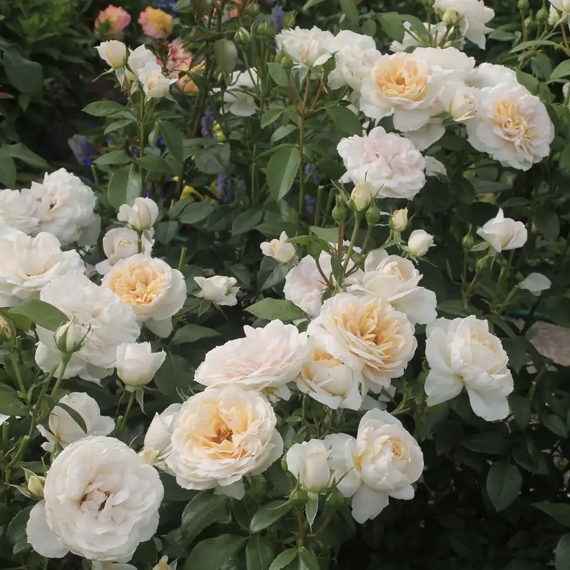 Лионс Розе в Махачкале