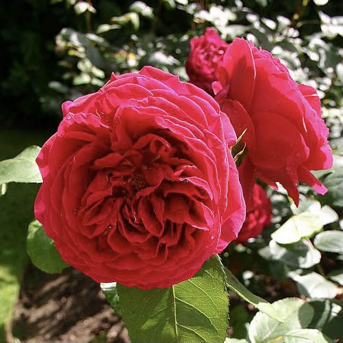 Хитклифф в Махачкале