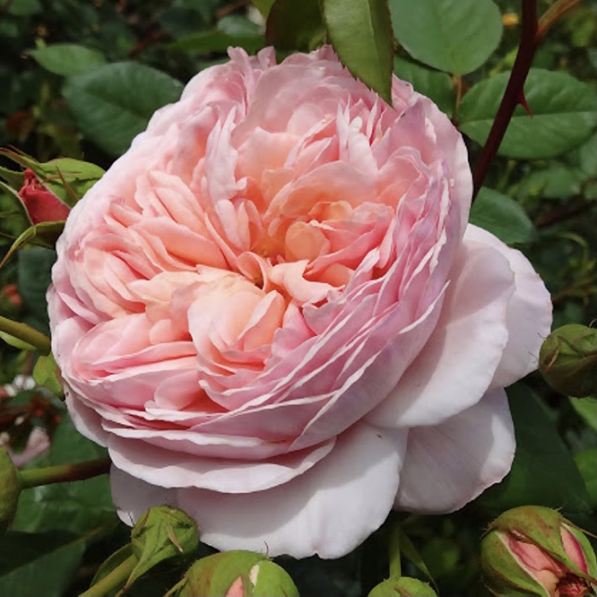 Эвелин в Махачкале