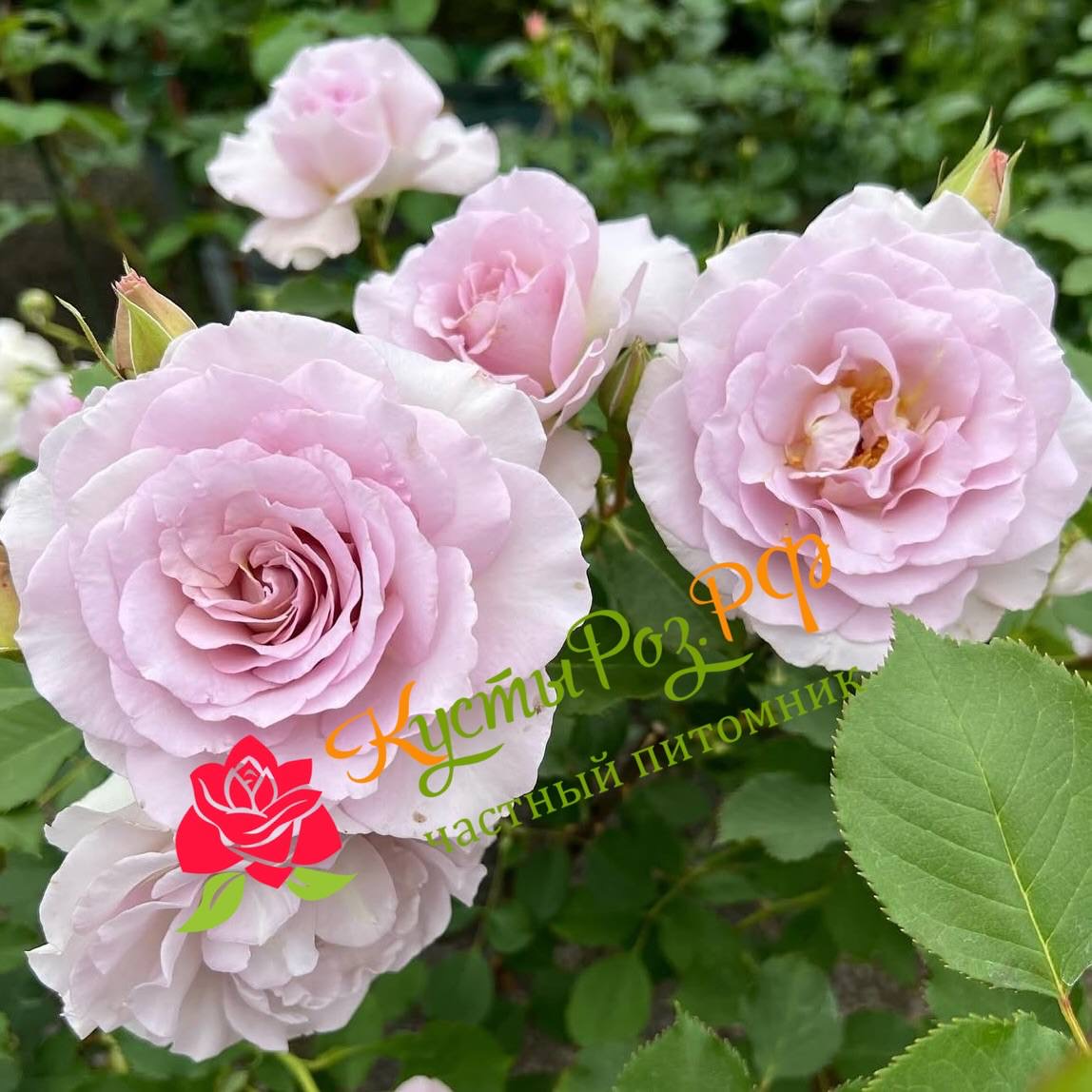 Нью Вейв (New Wave) в Махачкале