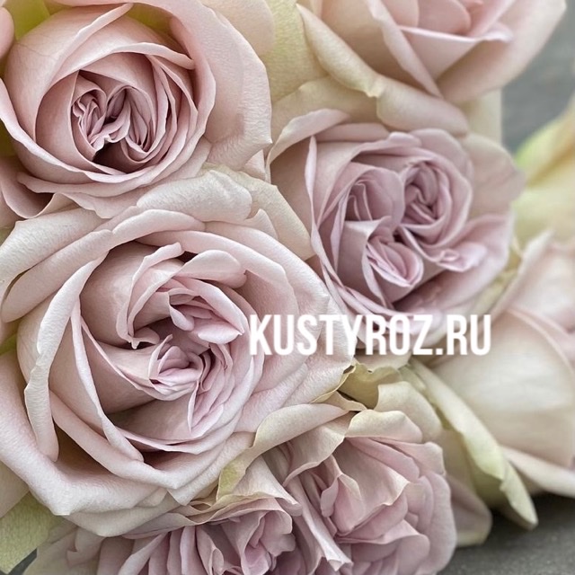 Нотр Дам (Notre Dame) в Махачкале