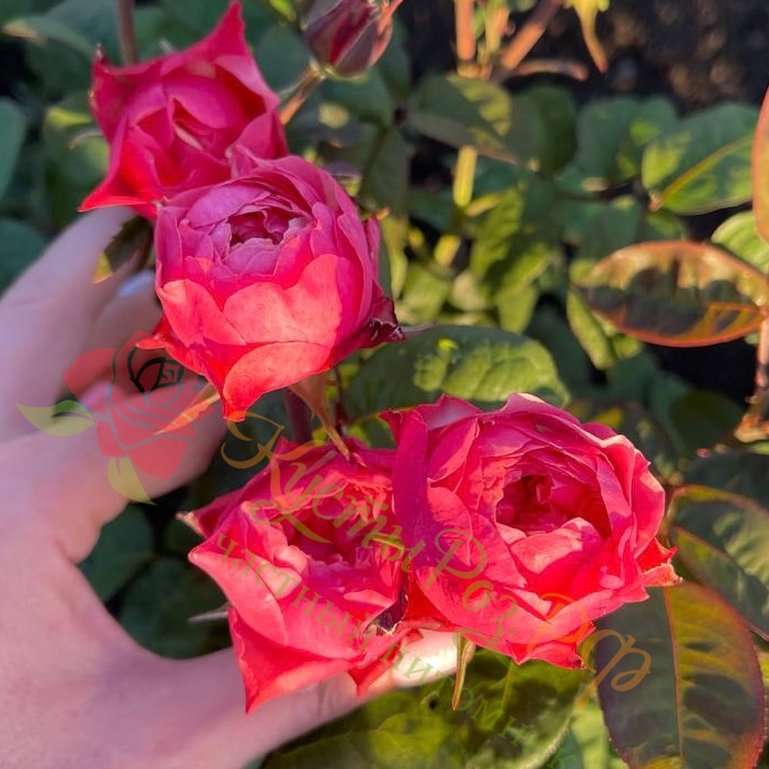 Вувузела Цериз (Vuvuzela Сerise) в Махачкале