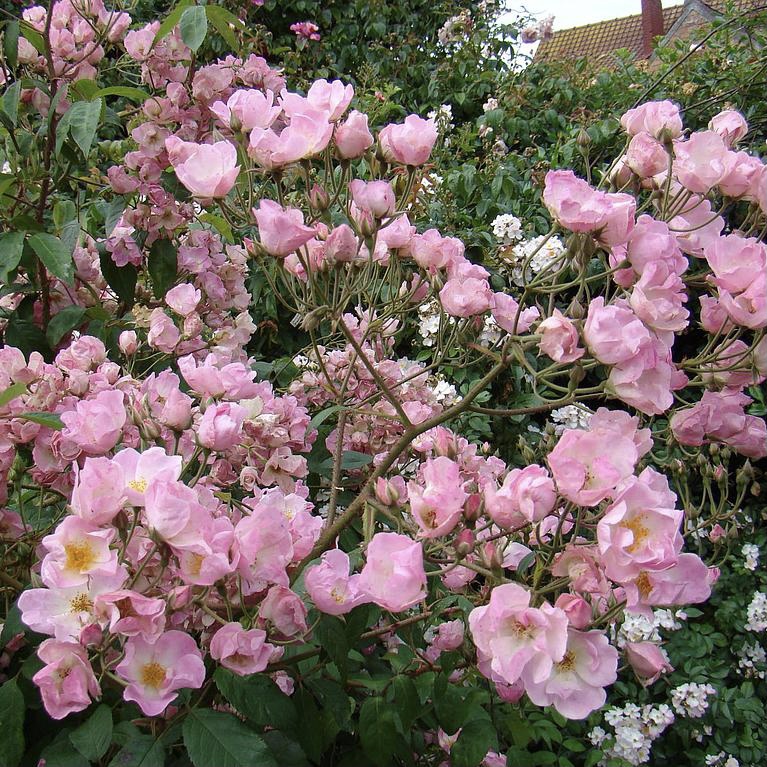 Претти Пинк в Махачкале