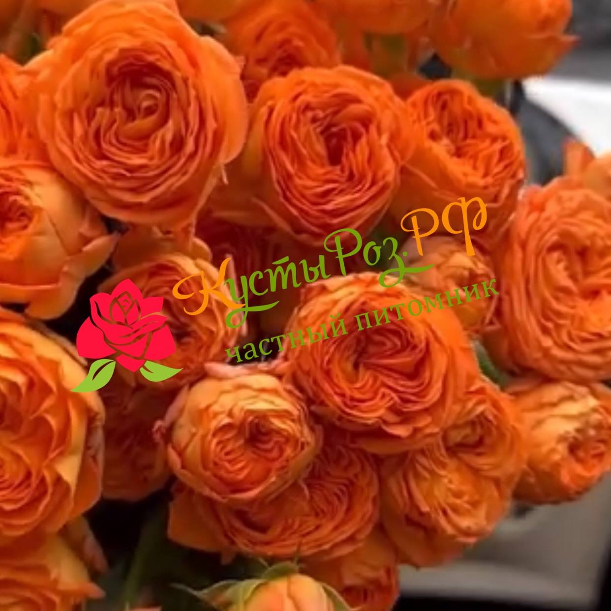 Оранж Трандсеттер (Orange Trendsetter) в Махачкале