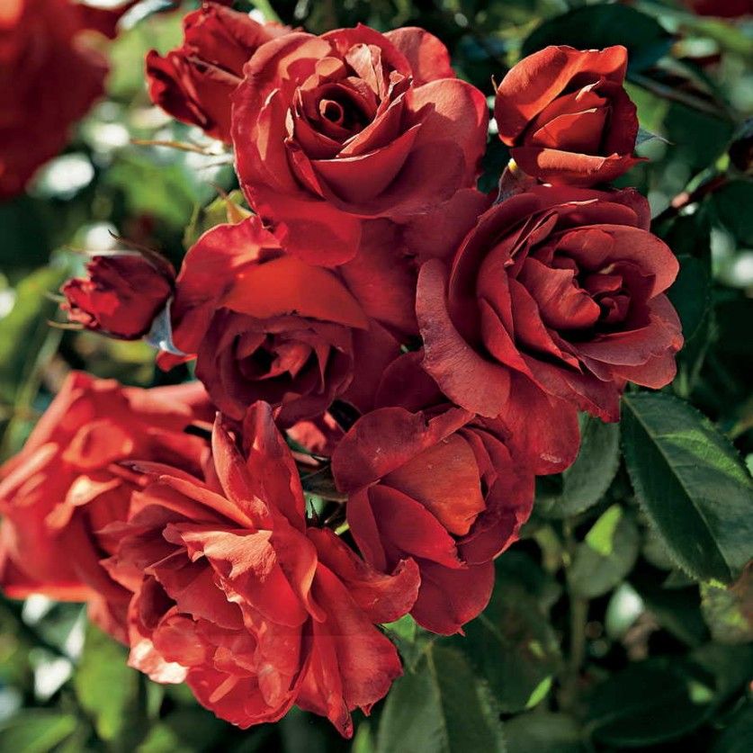 Хот Шоколад в Махачкале