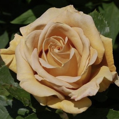 Хани Дижон в Махачкале