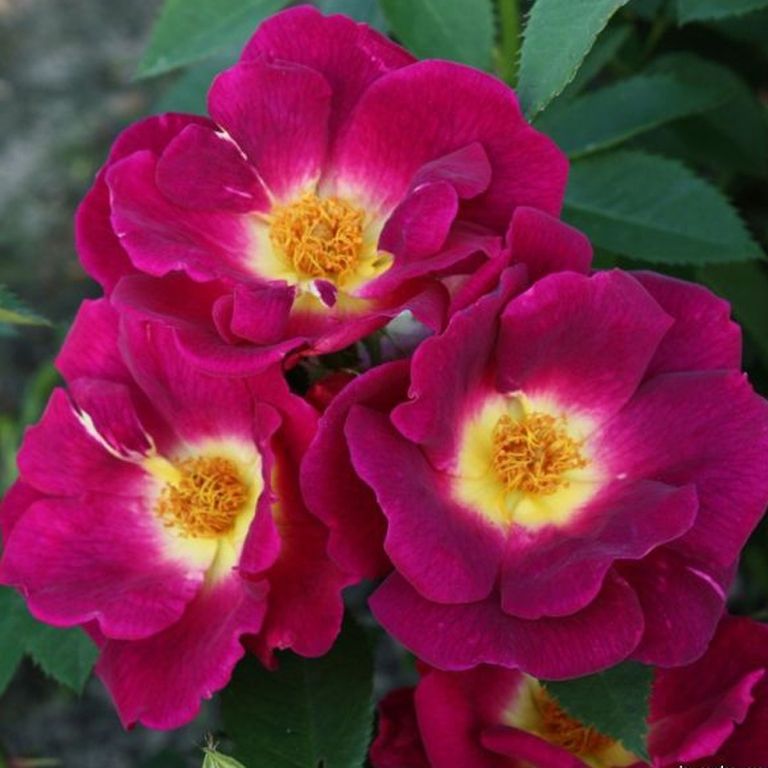 Вег дер Зинне в Махачкале