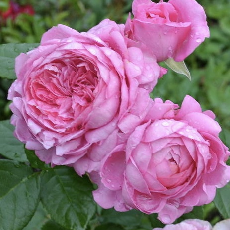 Шанталь Мерьё в Махачкале