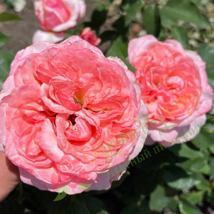 Викториан Пинк (Victorian Pink) в Махачкале