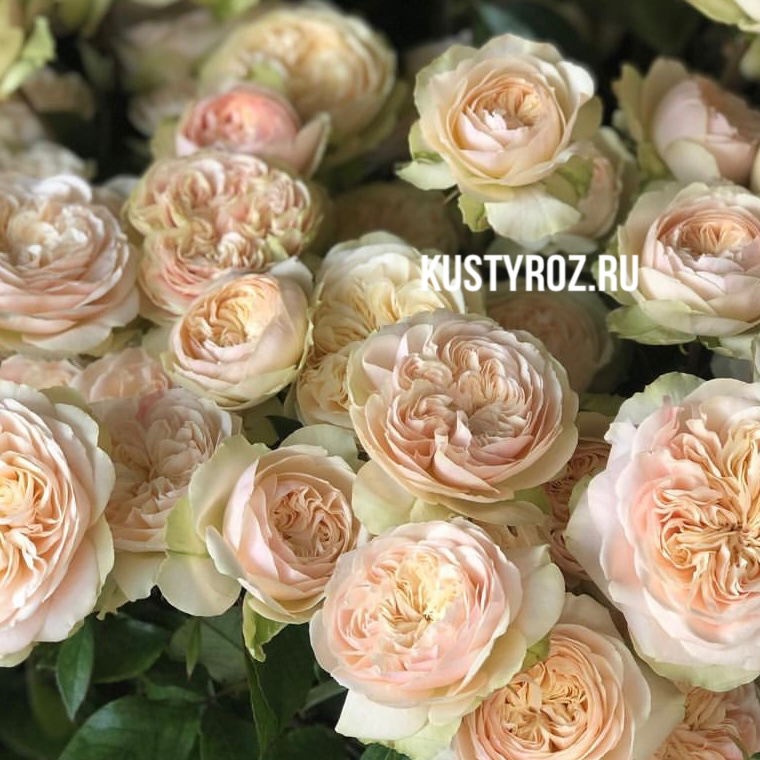 Викториан Веддинг (Victorian Wedding) в Махачкале