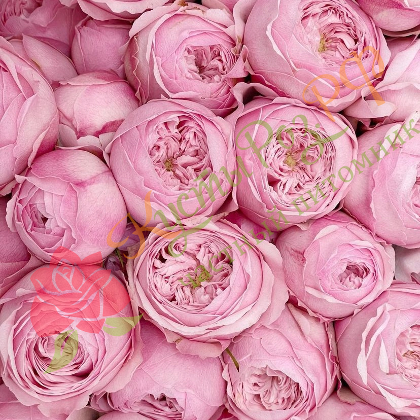 Мэнсфилд Пинк Парк (Mansfield Pink Park) в Махачкале