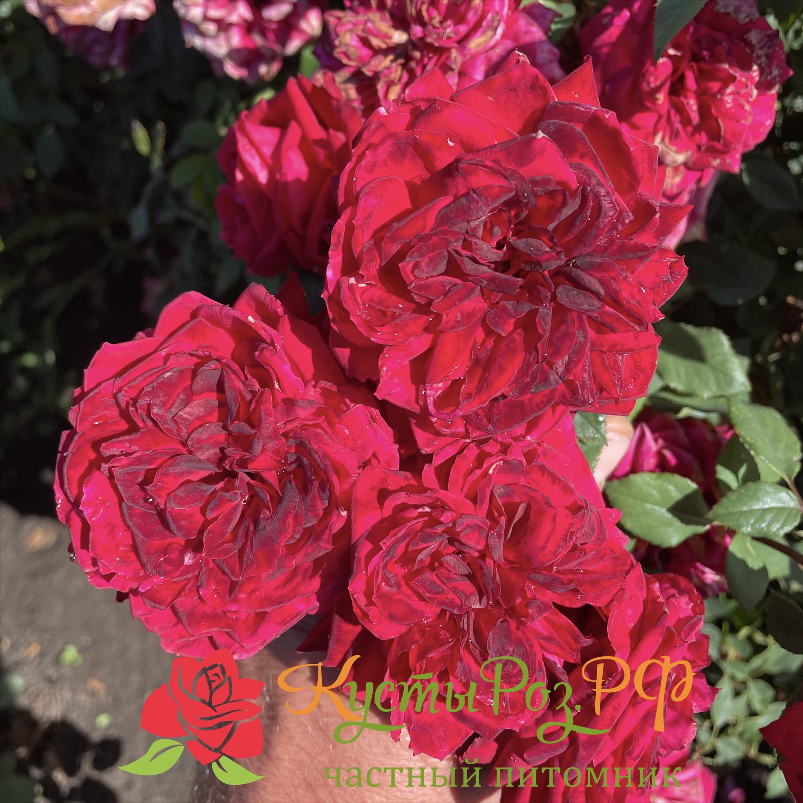 Майра Хот Пинк (Mayra’s Hot Pink) в Махачкале