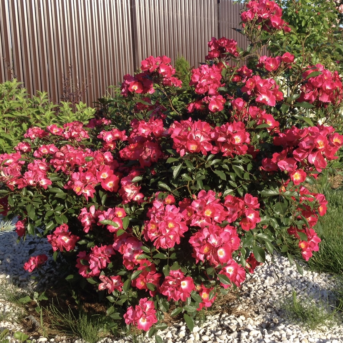 Гранд Дюк Жан в Махачкале