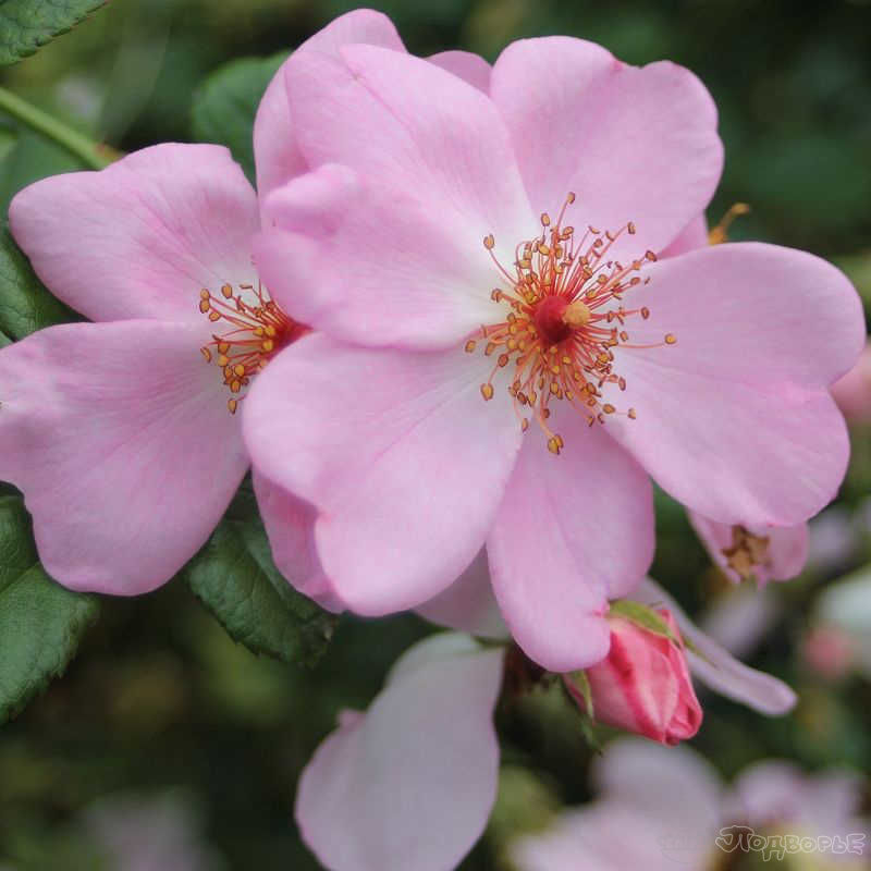 Свит Хейз в Махачкале