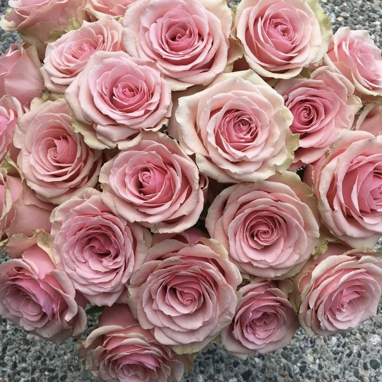 Джералдин  (Geraldine) в Махачкале