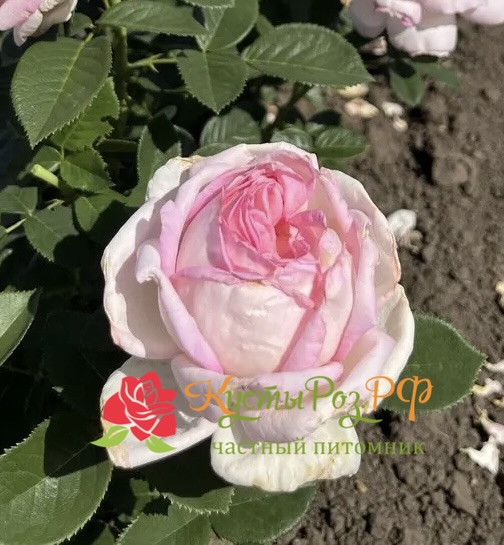 Эмейзинг Грейс (Amazing Grace) в Махачкале