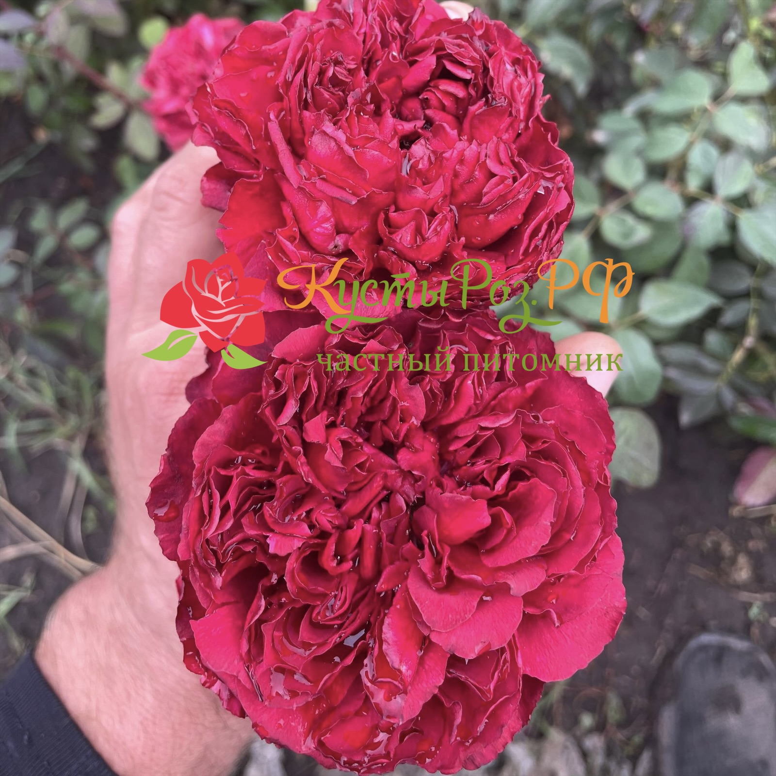 Распберри Элеганс в Махачкале