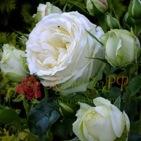 Вайт Пиано (White Piano) в Махачкале