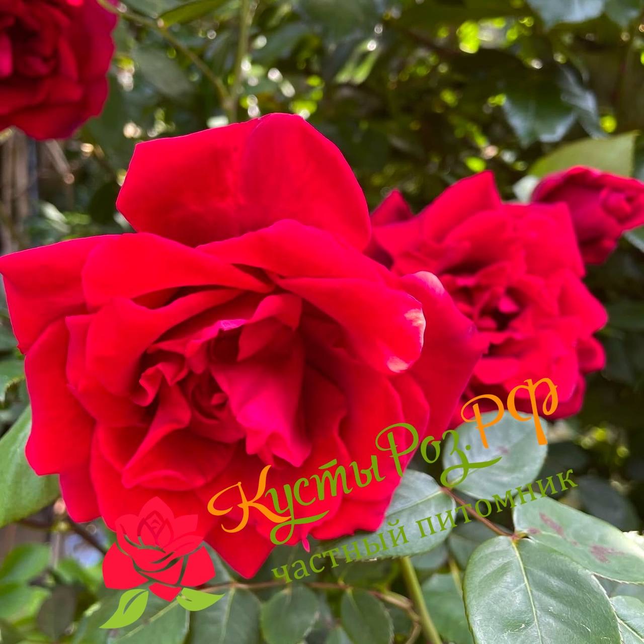 Гуини (Guinee) в Махачкале