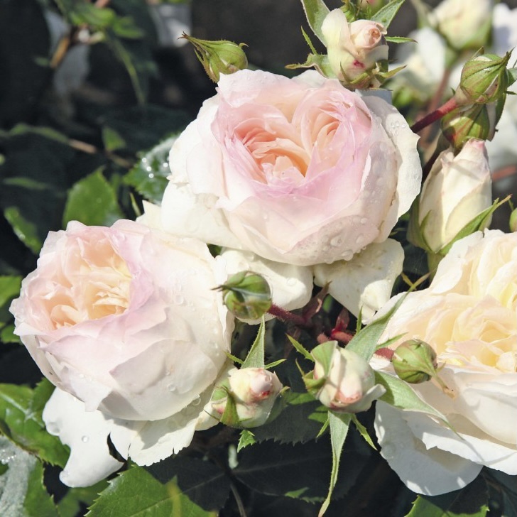 Стефани Баронин цу Гуттенберг в Махачкале