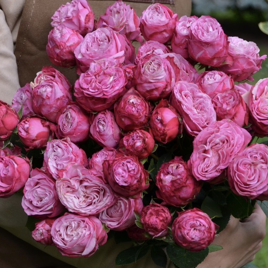 Леди бомбастик (Lady Bombastic) в Махачкале