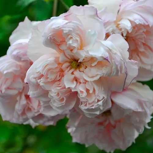 Сесиль де Воланж в Махачкале