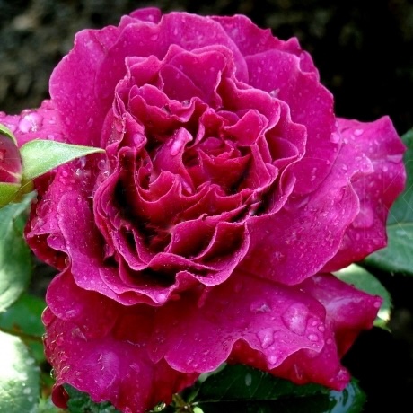 Вагулетта в Махачкале