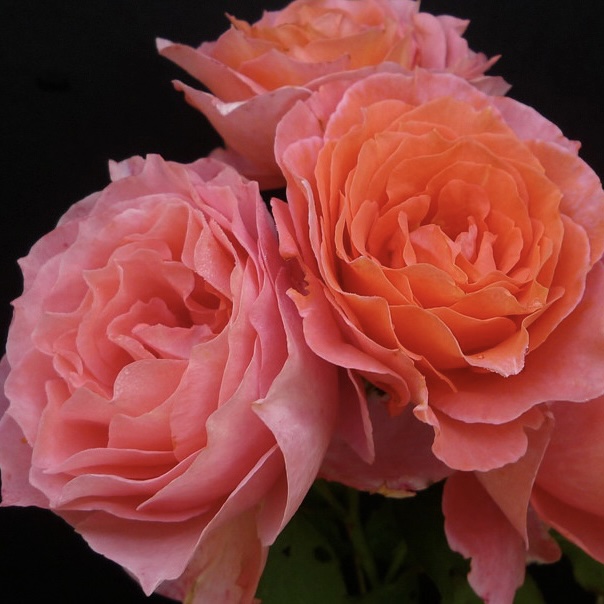 Институт Люмьер (Institut Lumière) в Махачкале