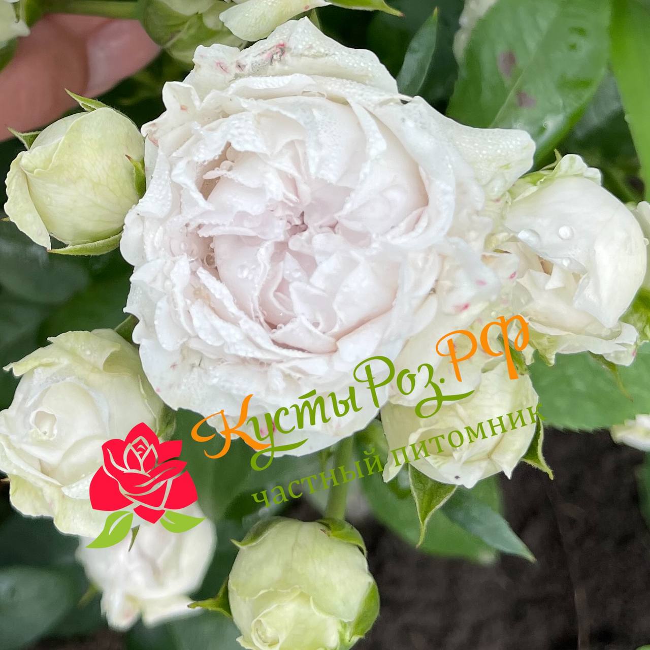 Сильвер Бабблз (Silver Bubbles) в Махачкале