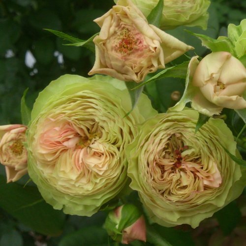 Картун в Махачкале