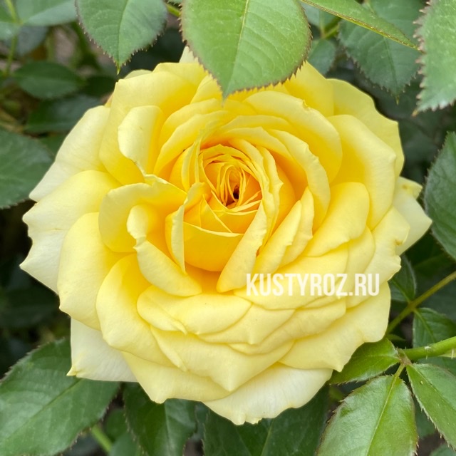 Санлайт Романтика в Махачкале