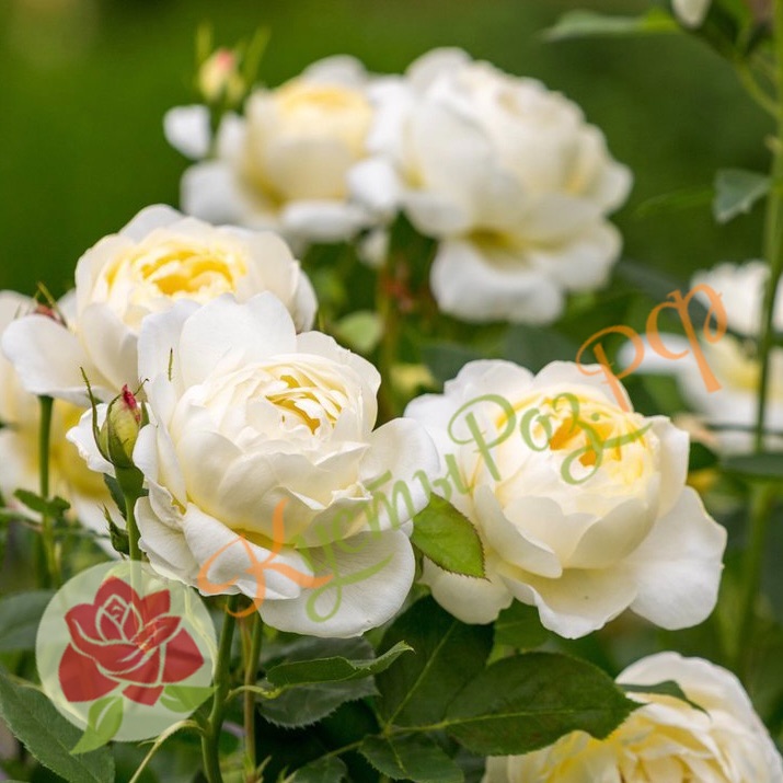 Ванесса Бэлл (Vanessa Bell) в Махачкале