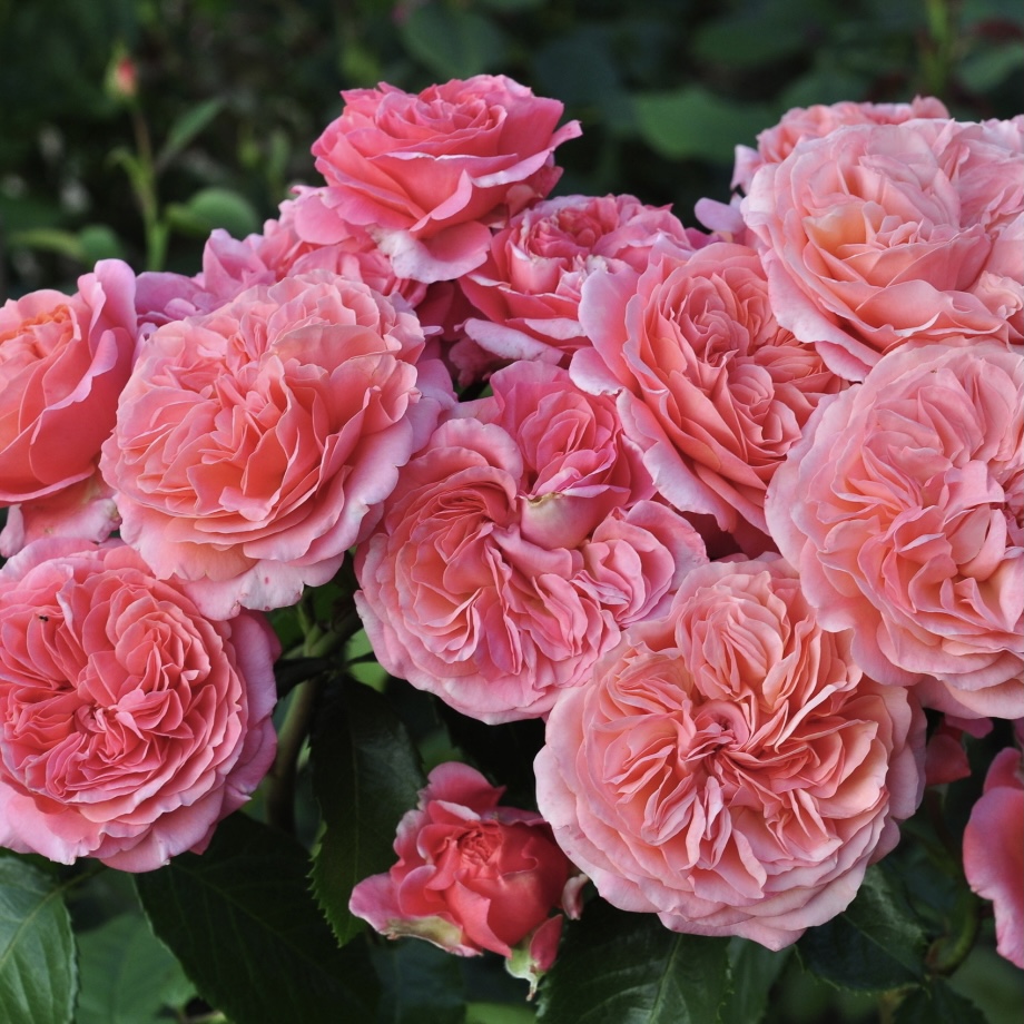 Мэри Энн в Махачкале