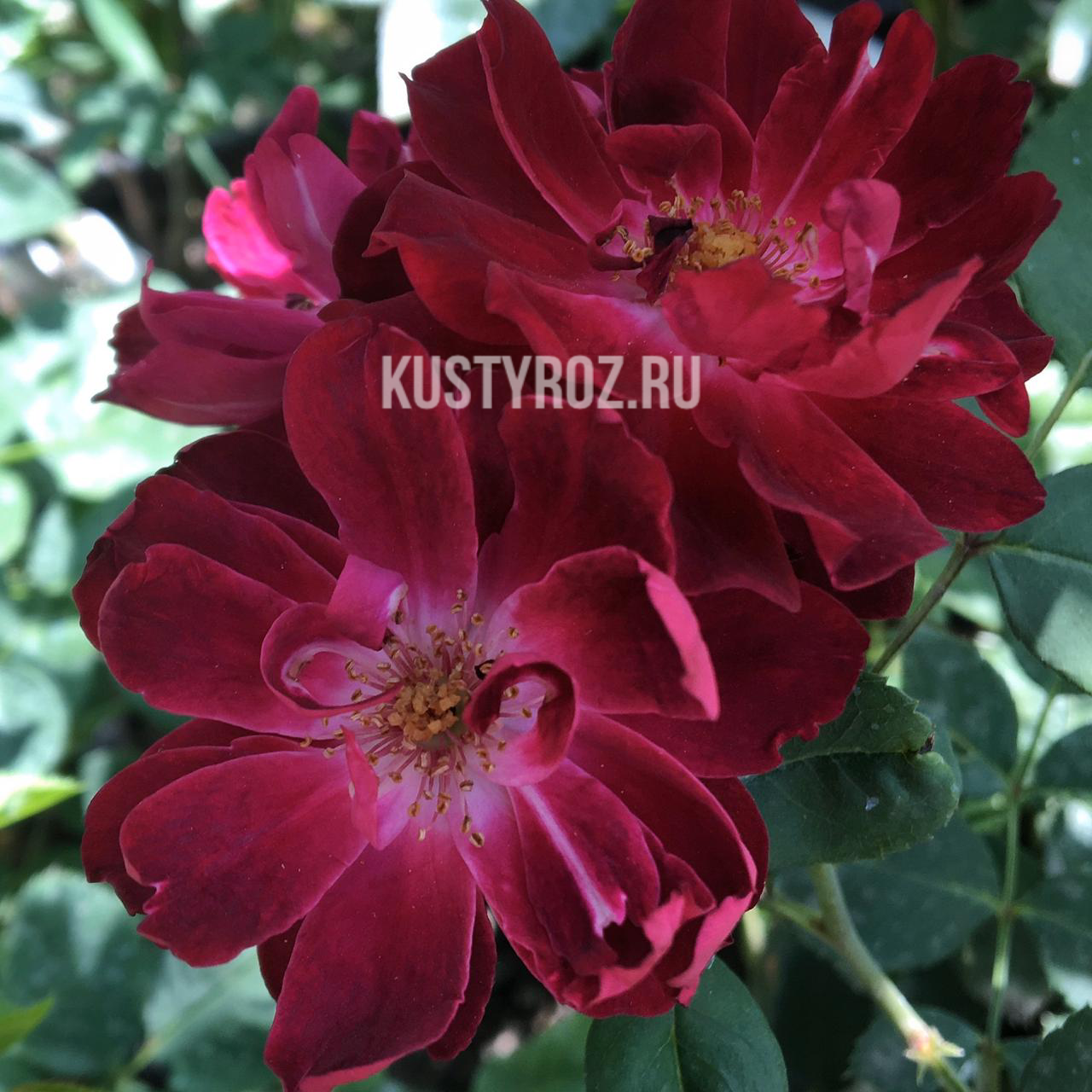 Кардинал Хьюм (Cardinal Hume) в Махачкале