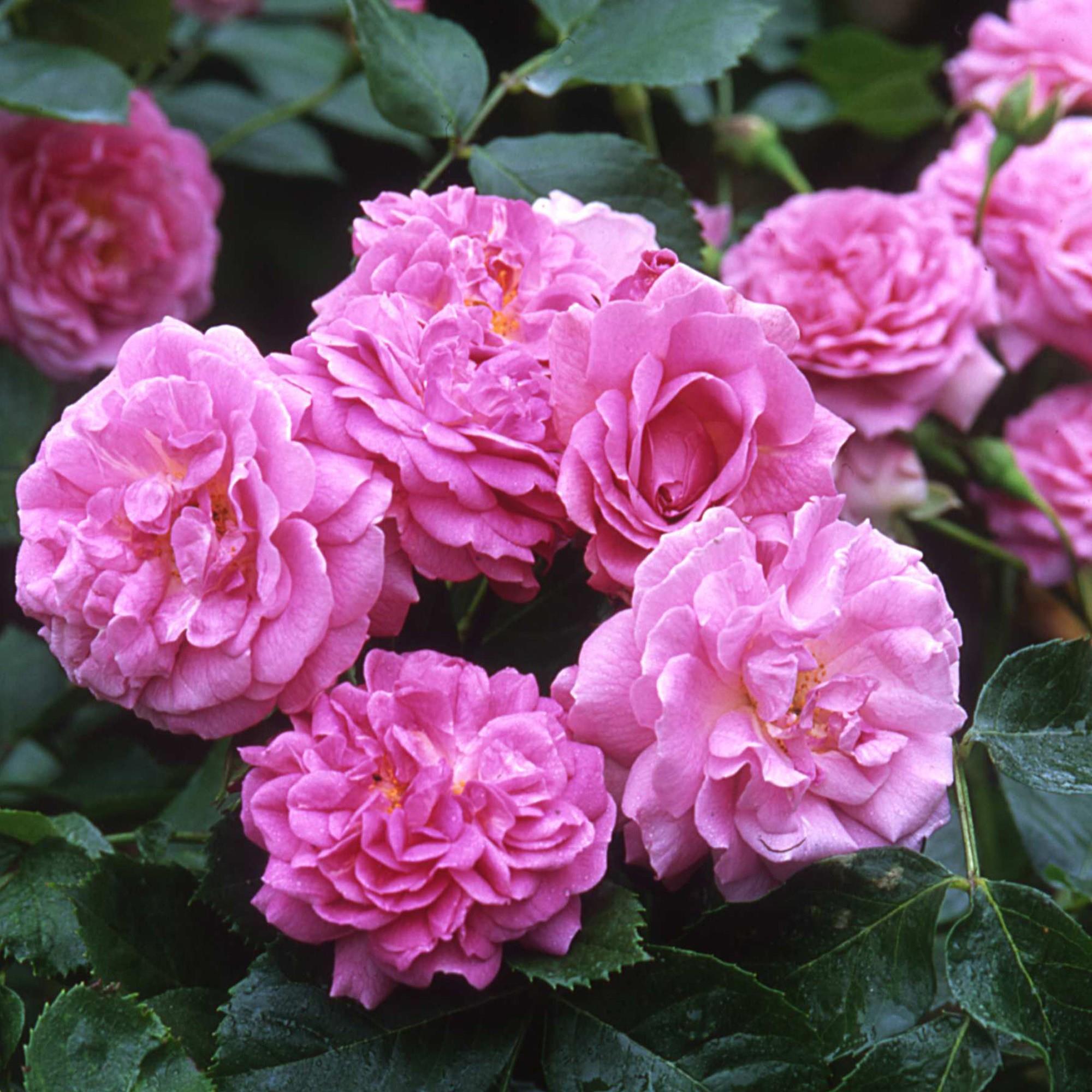 Лавендер Лесси в Махачкале