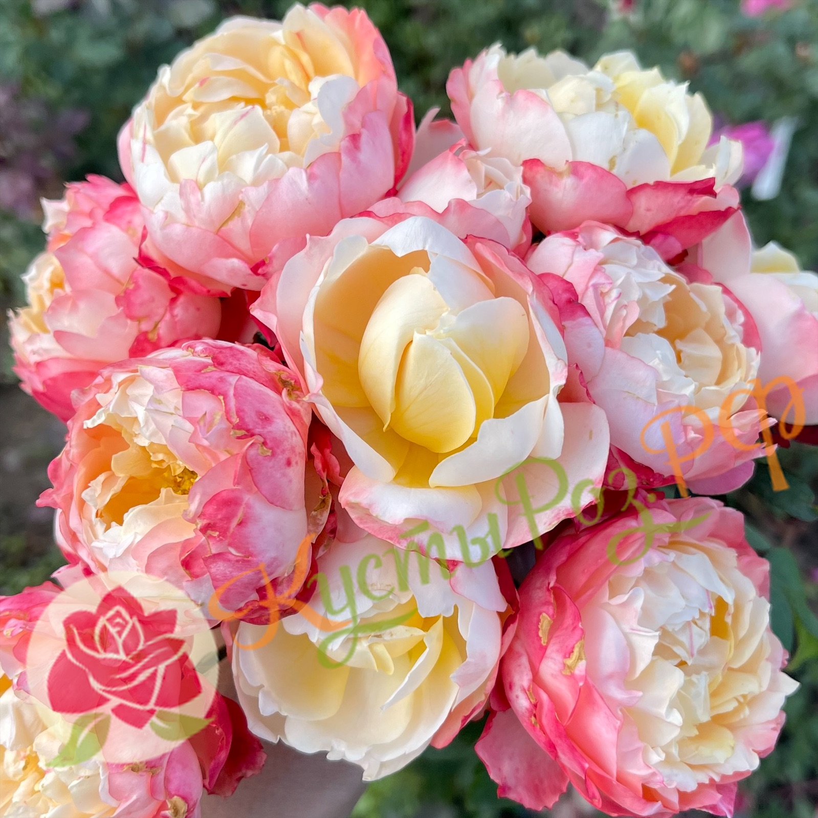 Принцесса Суки (Princess Suki’) в Махачкале