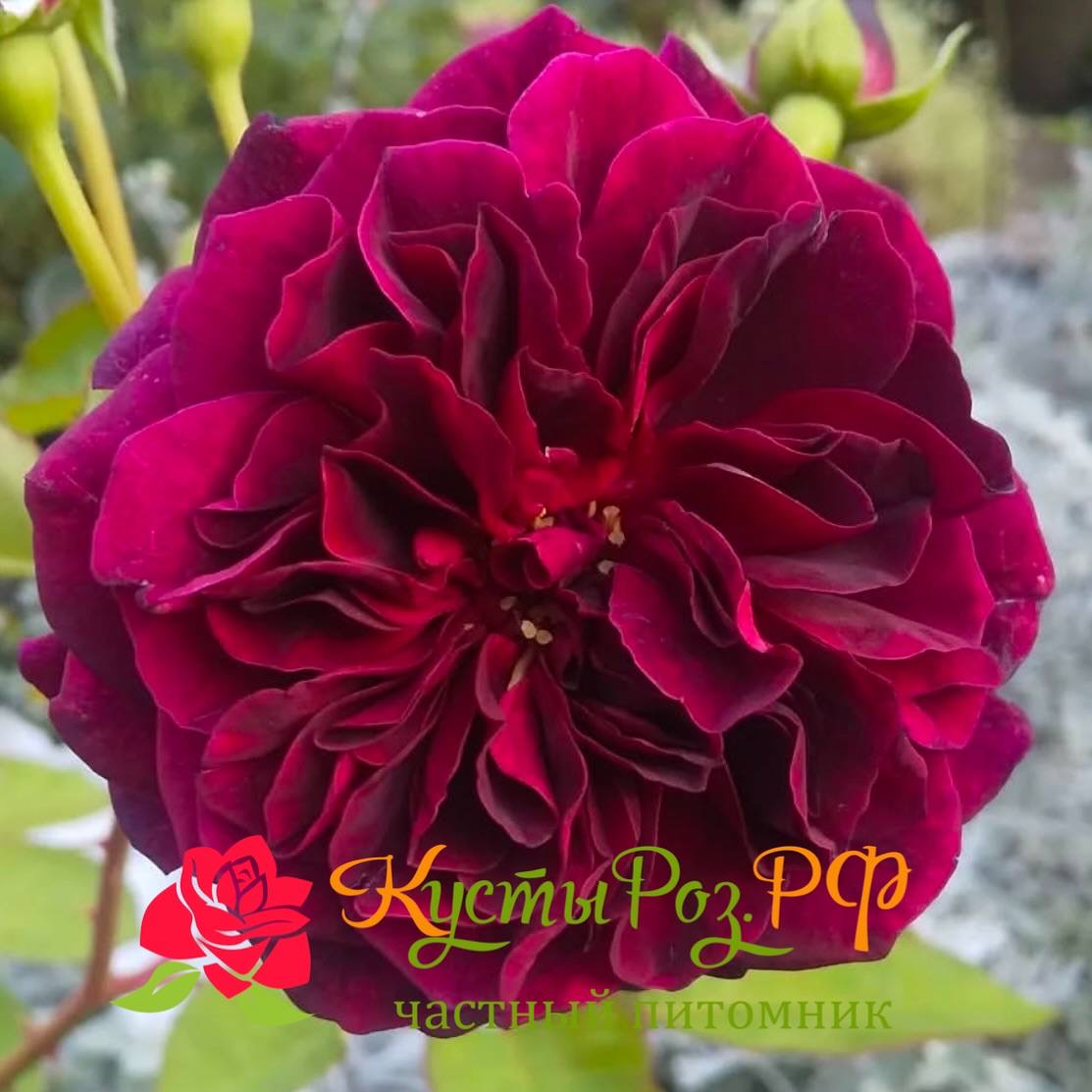 Традескант (Tradescant) в Махачкале