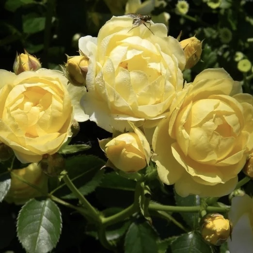 Голден Бордер в Махачкале