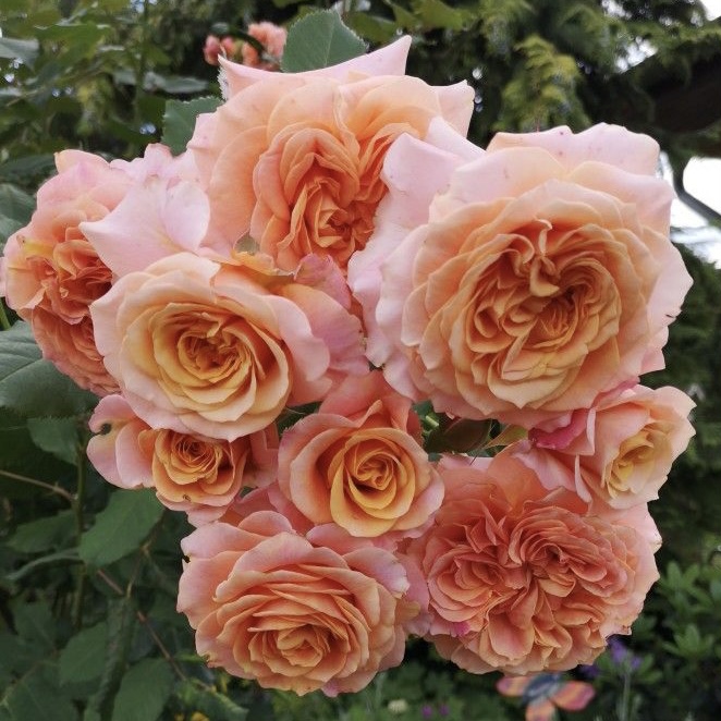 Ла Вилла Котта в Махачкале