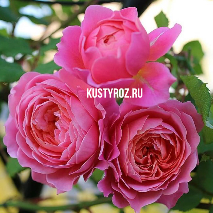 Прикс П.Ж. Редут (Prix P.J. Redoute) в Махачкале