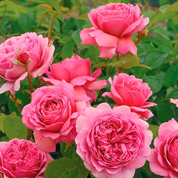 Сэр Джон Бенджамин (Sir John Betjamen) в Махачкале