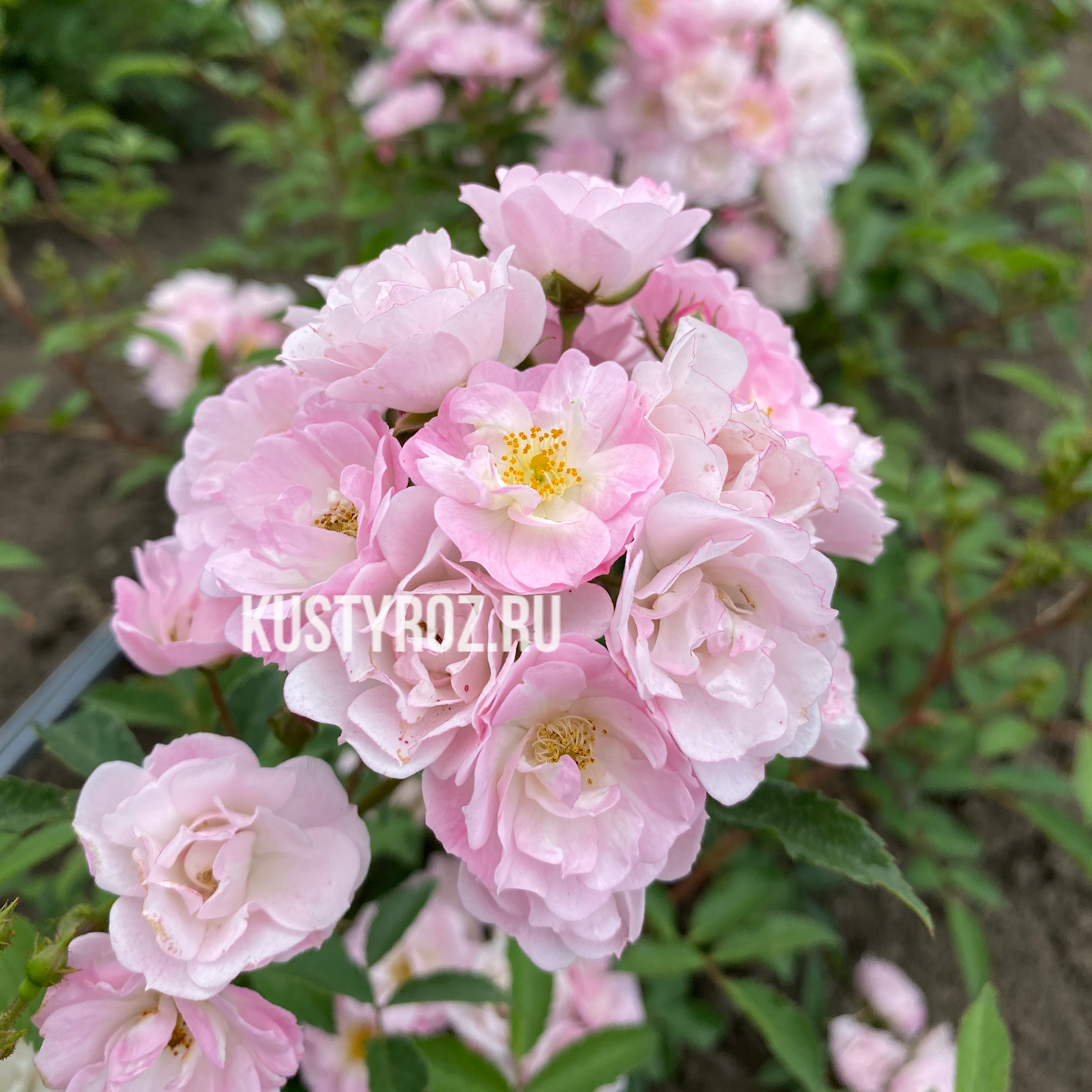 Хевенли Пинк (Heavenly Pink) в Махачкале