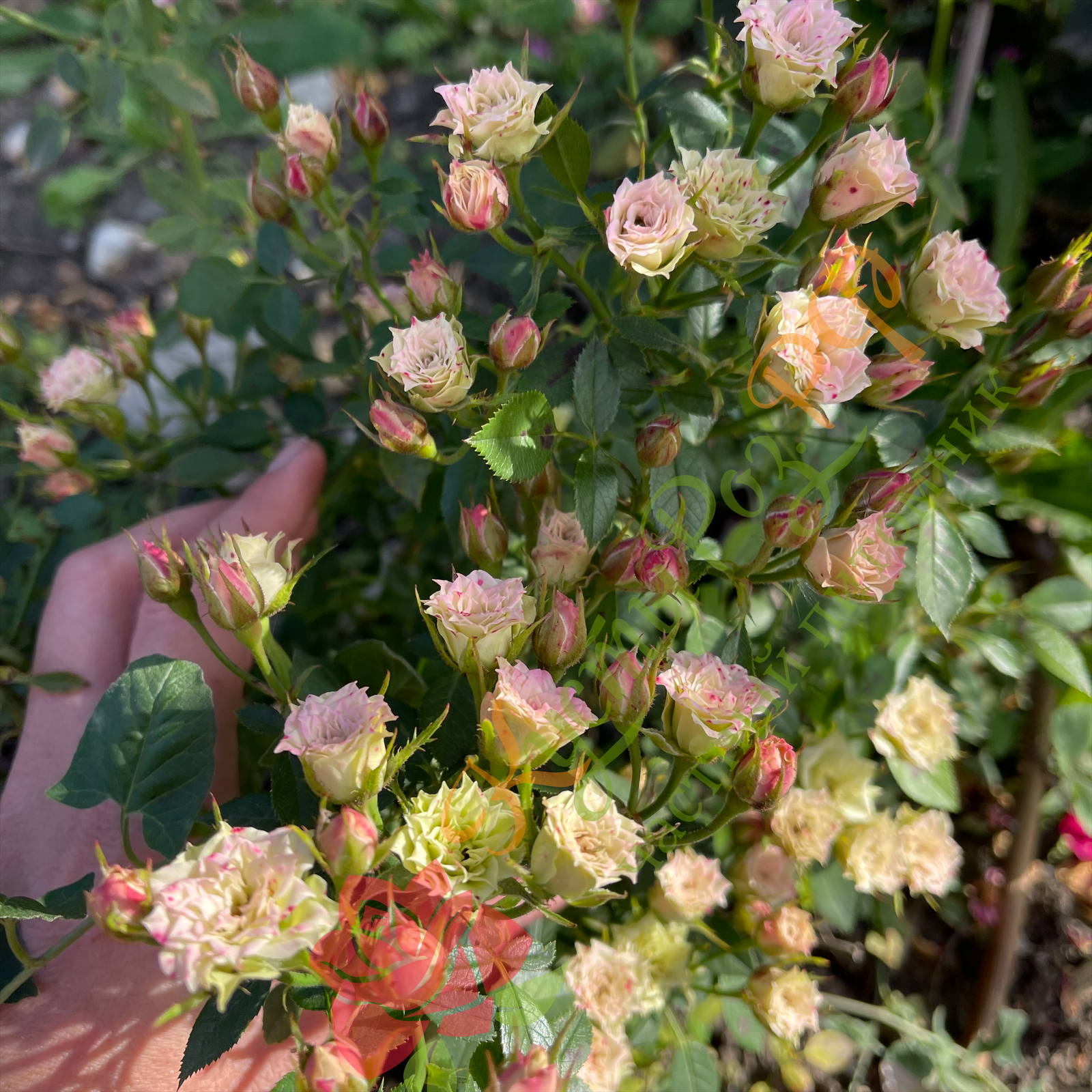 Грин Даймонд (Green Diamond) в Махачкале