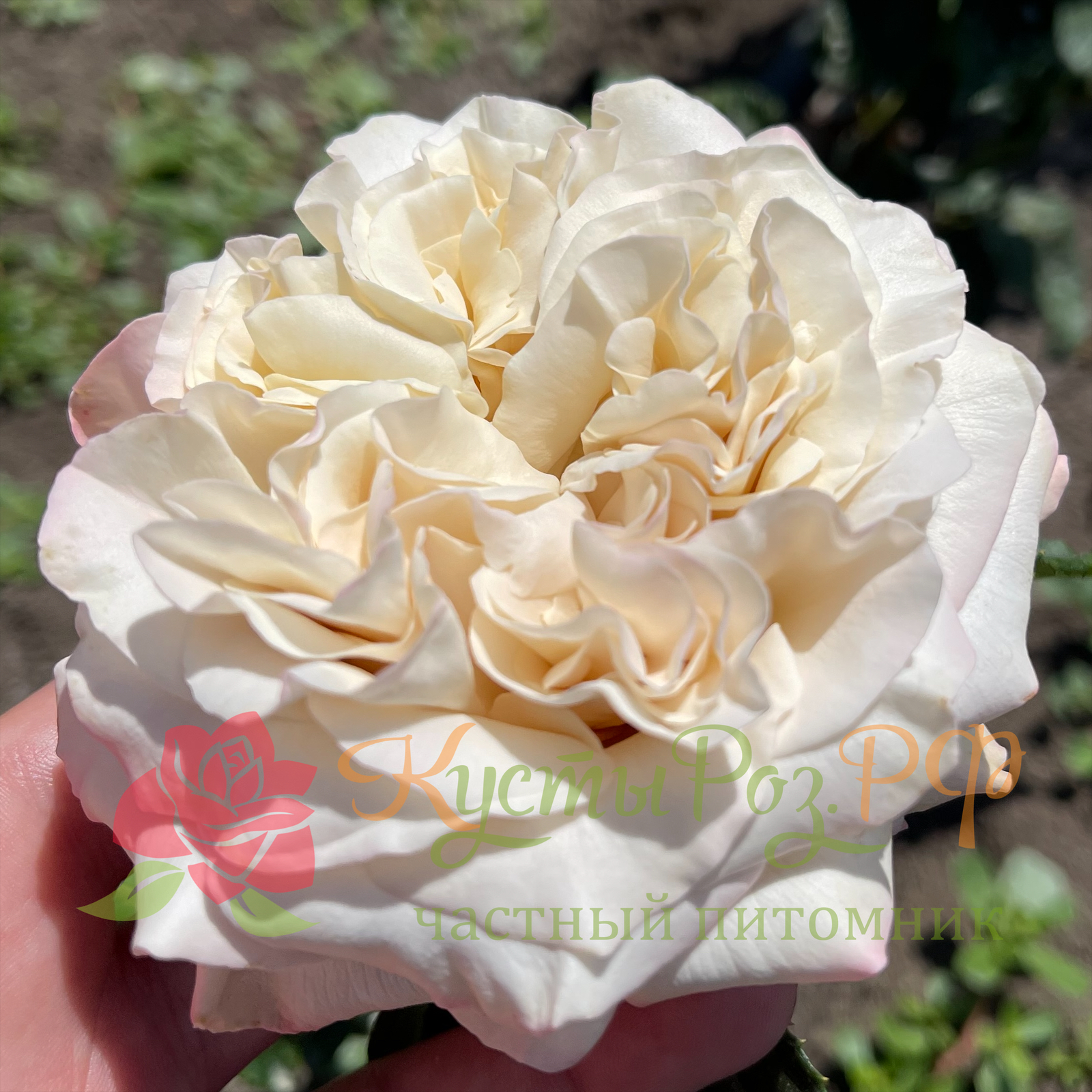 Вестминстер Эбби (Westminster Abbey) в Махачкале