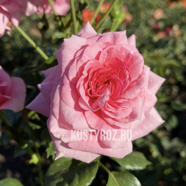 Дорошенхлосс Сабабург  (Sababurg) в Махачкале