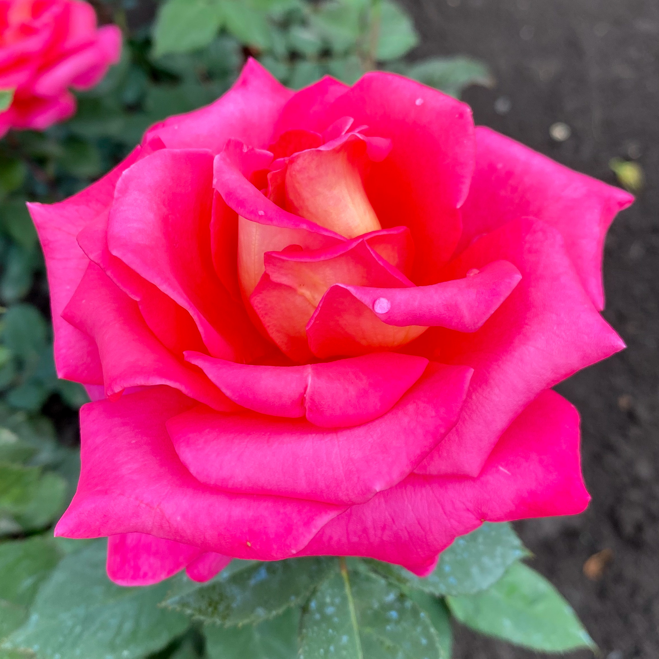 Кроненбург (Kronenbourg) в Махачкале